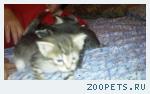 Кот Хвостик