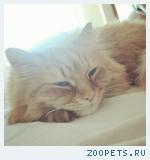 рыжий кот