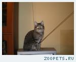 Кот, тигрового окраса