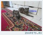 Кот Шотландский Вислоухий