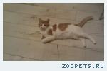 Кот, 2,5 лет