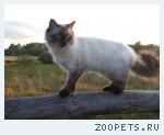 кот, порода Регдолл