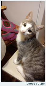 Котенок