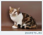 Кот, шотландский 