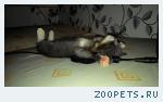 котёнок