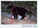 Пропал кот