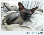 Кошка, канадский сфинкс, серого цвета, однотонная.