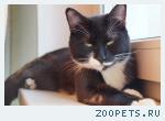 Кот черно-белый