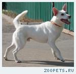 Белая небольшая собака, кобель