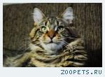 КОТ породы МЭЙН-КУН