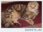 кот шотландский вислоухий