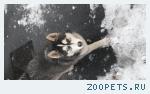 Пропала собака Сибирский Хаски за вокзалом. Кличка Цербер