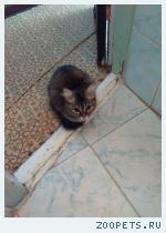 кошка