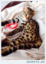 Кот Бенгал
