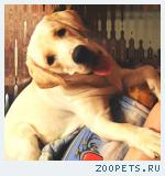 Белый лабрадор, мальчик