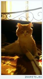 Кот, рыжий.