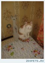 Домашний беспородный кот