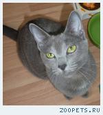кошка