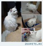 Белый некрупный кот