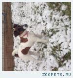Собака