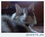 Любимый кот