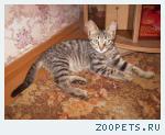 пропал котенок.