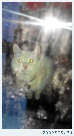 Кот, персиковый