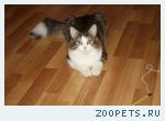 Кот домашний