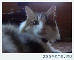 Любимый кот