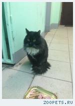 кот (кошка)