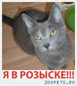 Русская голубая кошечка