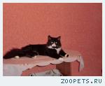 кот Филя