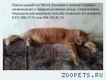 Кот Мотя