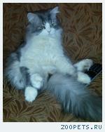 кот Пыжик