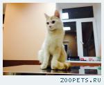 найден котик