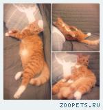 РЫЖИЙ КОТ 