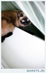 кошка