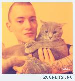 Кот,Британец полукровка