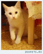котенок Снежа