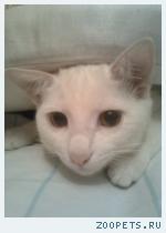 КОТ ангорский