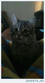 Кот Аватар