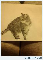 котенок по имени хвостя