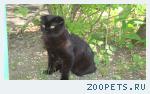 пропал кот