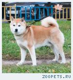ПРОПАЛА СОБАКА