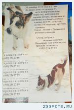 Собака