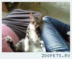 Котёнок