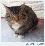 ПРОПАЛ КОТ