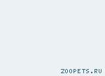 Хорек