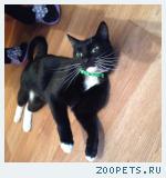 найдена кошечка 