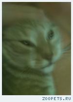 пропал котик